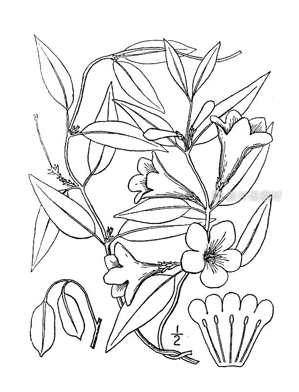 古植物学植物插图:长春花Gelsemium sempervirens，黄色茉莉，卡罗莱纳茉莉